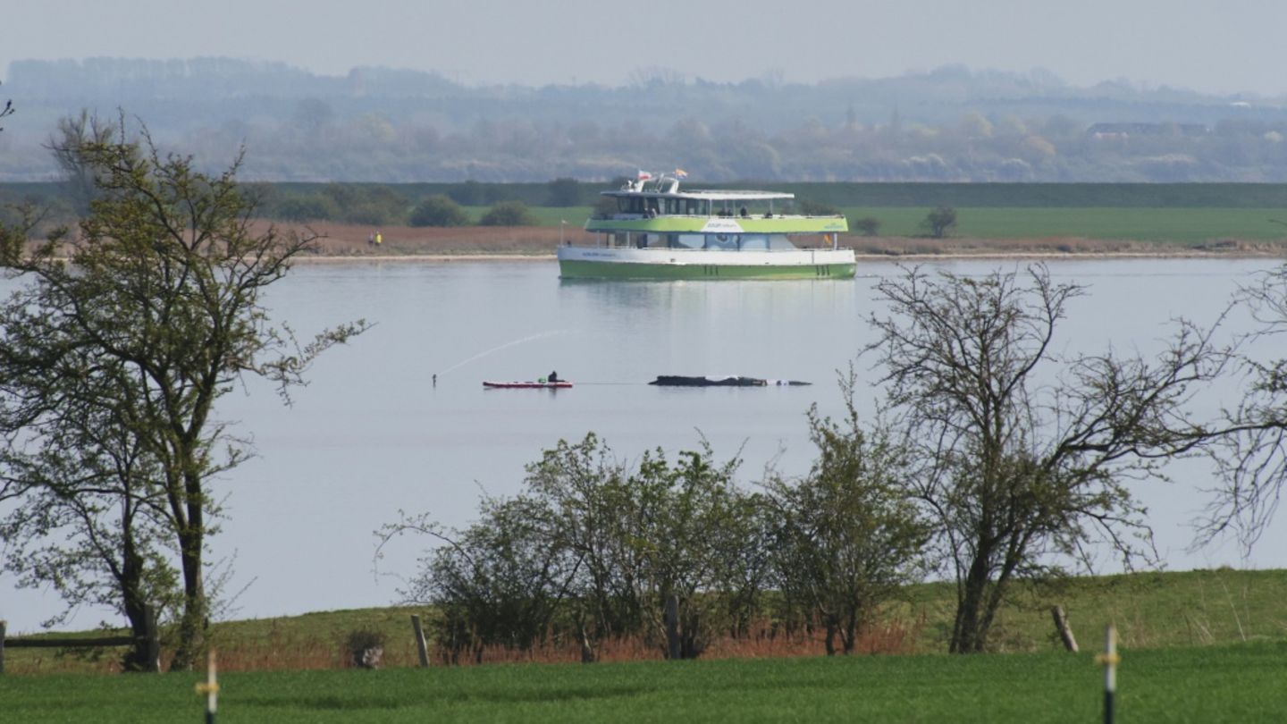 Rettungsversuch für hilflosen Buckelwal in Ostsee auf Freitag verschoben