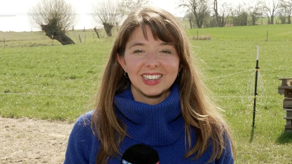 Umstrittene Rettungsaktion: „Wir sehen wie Taucher zum Wal schwimmen“