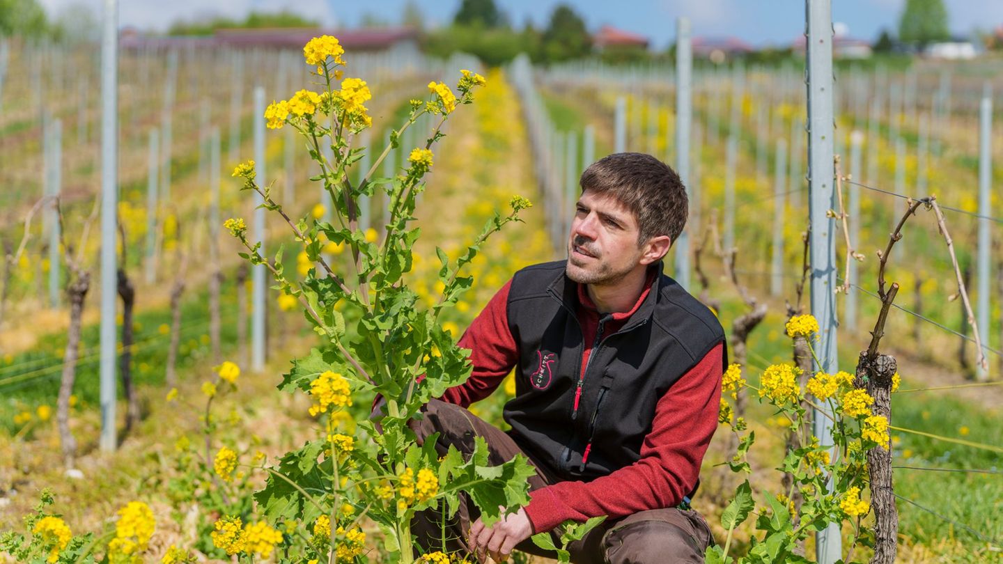 Florian Schmitt setzt unter anderem auf Winterrübse. Foto: Andreas Arnold/dpa
