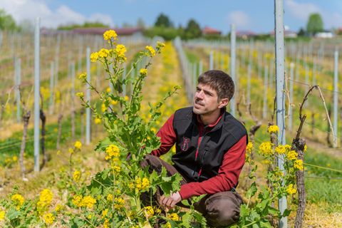 Florian Schmitt setzt unter anderem auf Winterrübse. Foto: Andreas Arnold/dpa