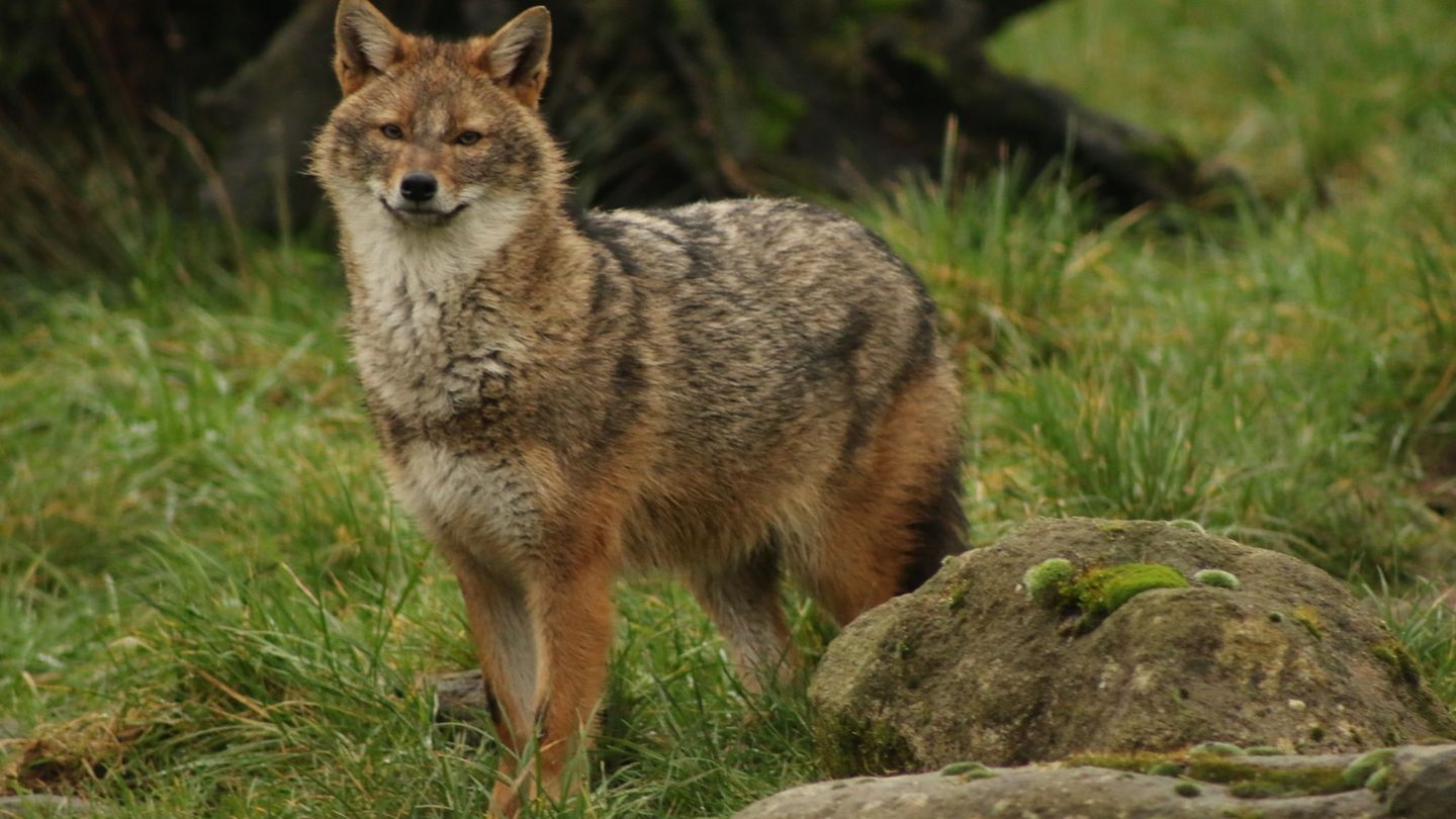 Goldschakale sind in Baden-Württemberg sehr selten und dennoch heimisch. (F. Böcker/dpa) Foto: F. Böcker/dpa