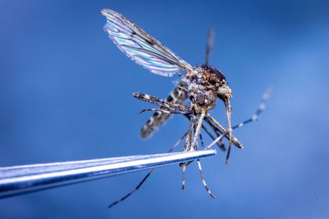 In Island wurden erstmals Stechmücken entdeckt. (Illustration) Foto: Jens Büttner/dpa