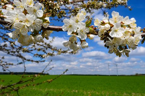 In Berlin und Brandenburg werden am Wochenende frühlingshafte Temperaturen erwartet. (Archivbild) Foto: Patrick Pleul/dpa