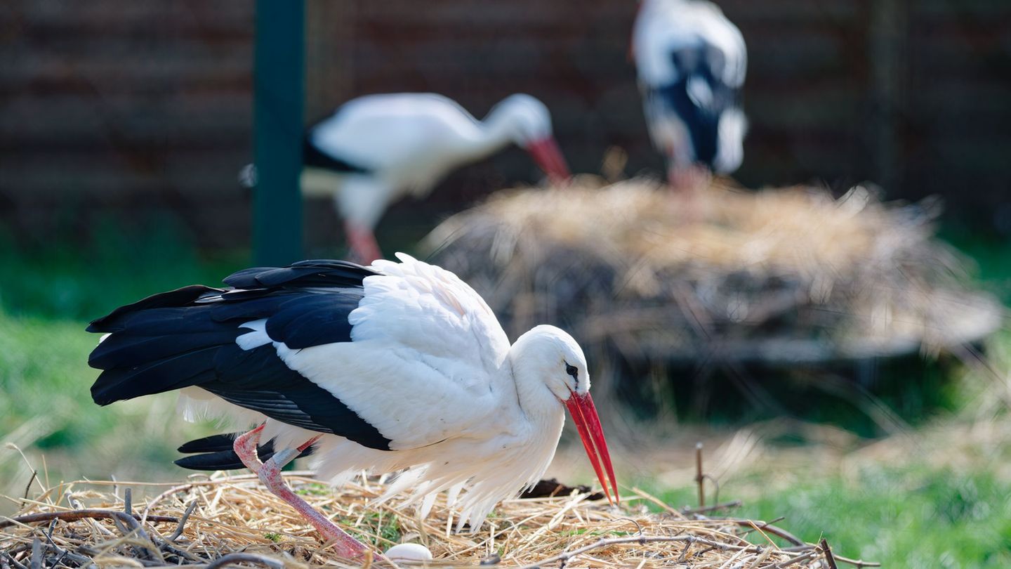 Kopf einziehen: Zum Ende der Woche regnet es in Rheinland-Pfalz und dem Saarland teilweise. (Symbolbild) Foto: Uwe Anspach/dpa