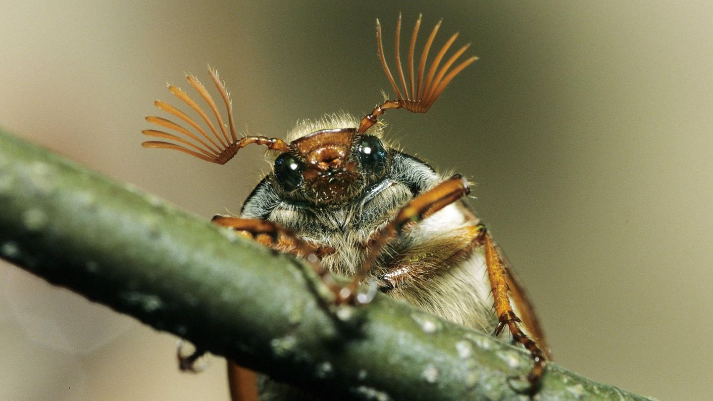 Der Massenflug der Maikäfer findet in der Regel alle vier Jahre statt