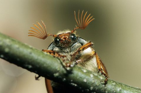 Der Massenflug der Maikäfer findet in der Regel alle vier Jahre statt
