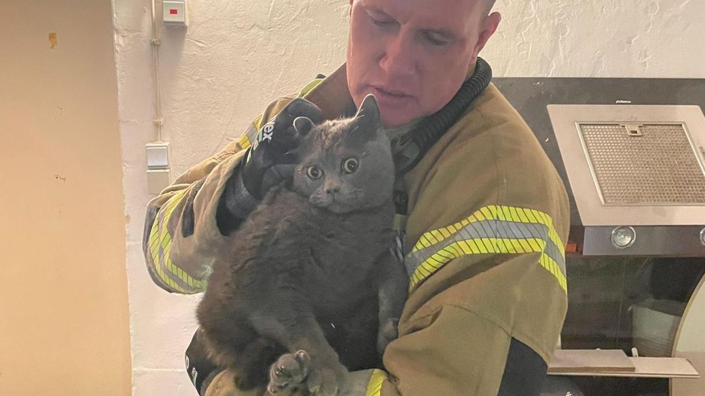 Nach der Rettung hält ein Feuerwehrmann die Katze im Arm. (Foto Handout) Foto: Feuerwehr Detmold/dpa