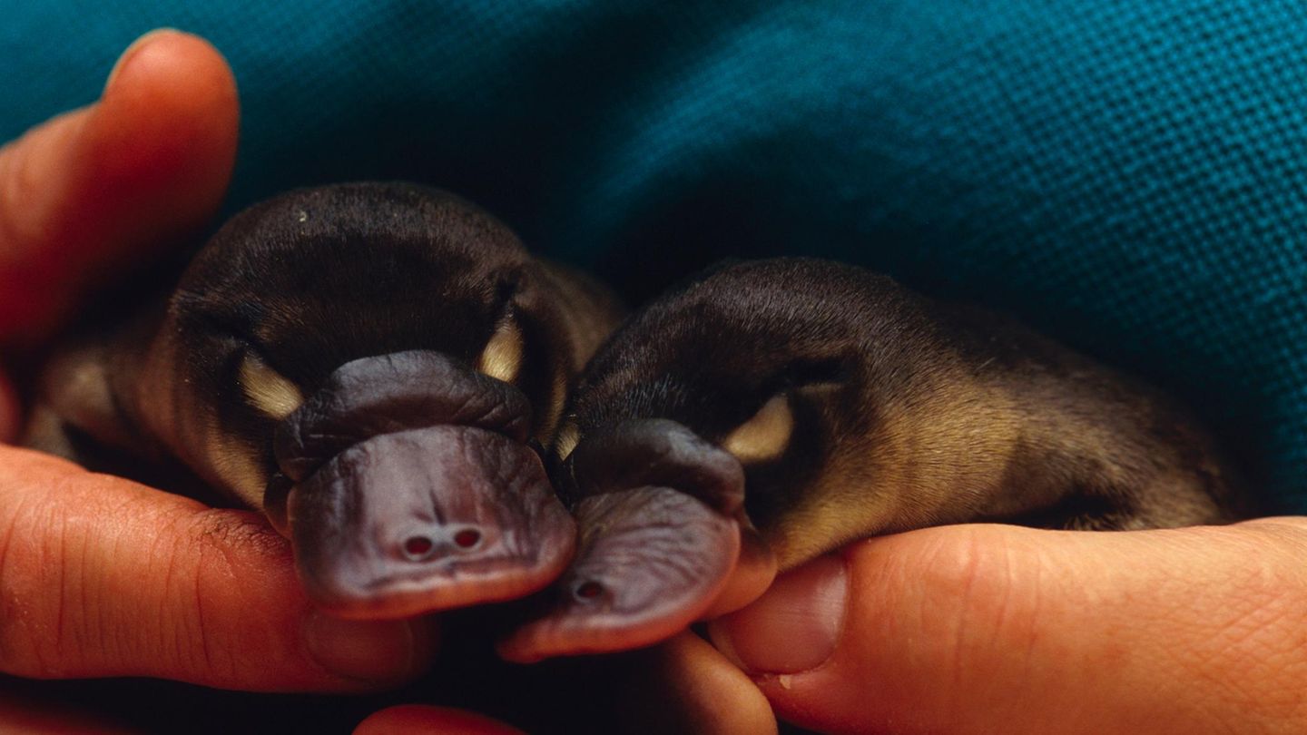 Zwei Schnabeltier-Babys