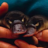 Zwei Schnabeltier-Babys