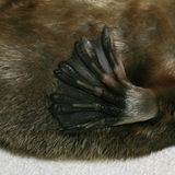 Fuß eines Schnabeltiers in Nahaufnahme