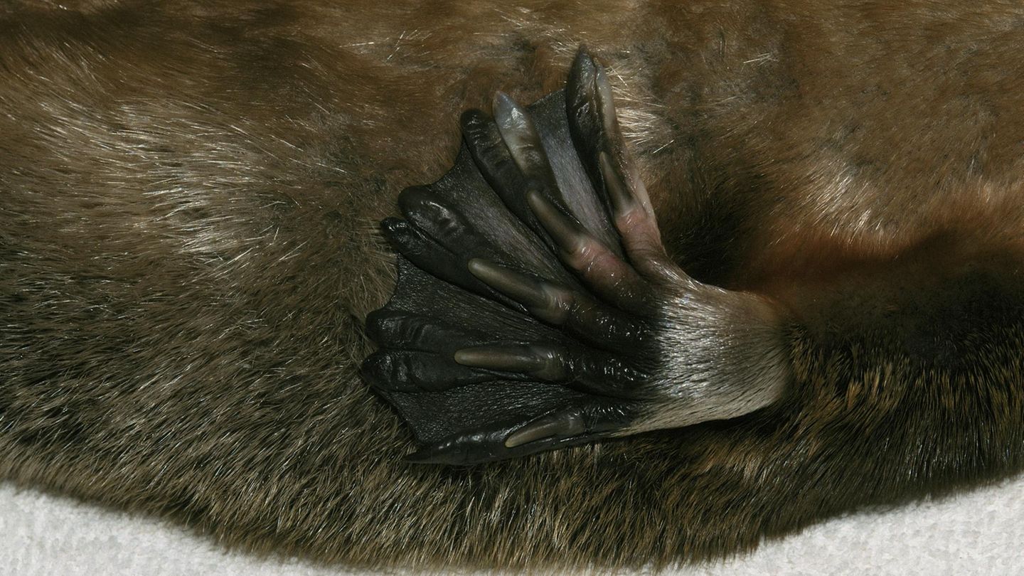 Fuß eines Schnabeltiers in Nahaufnahme