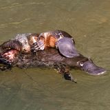 Schnabeltiere bei der Paarung