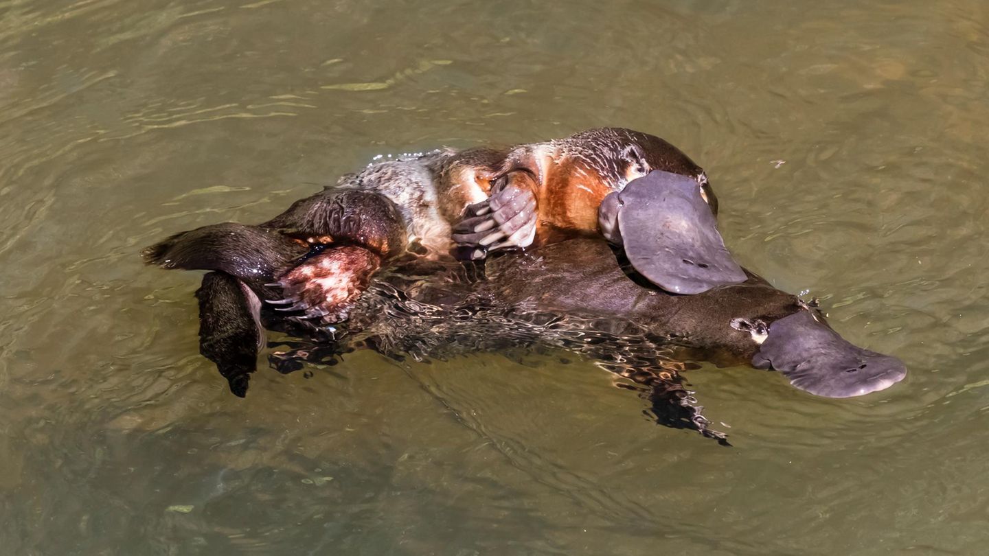 Schnabeltiere bei der Paarung