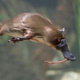 Schnabeltier mit Wurm