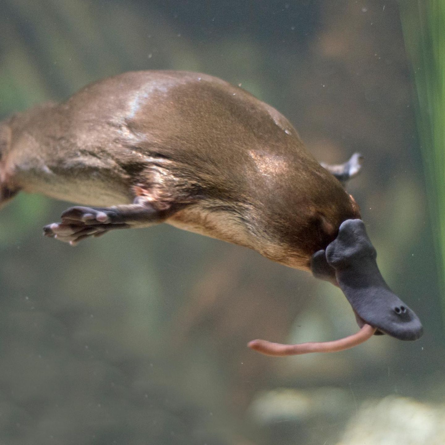 Schnabeltier mit Wurm