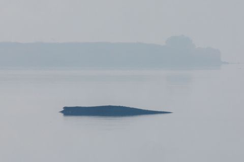 Am Morgen hat sich der vor der Insel Poel liegende Buckelwal plötzlich heftig bewegt. Dabei war teils auch seine Schwanzflosse z