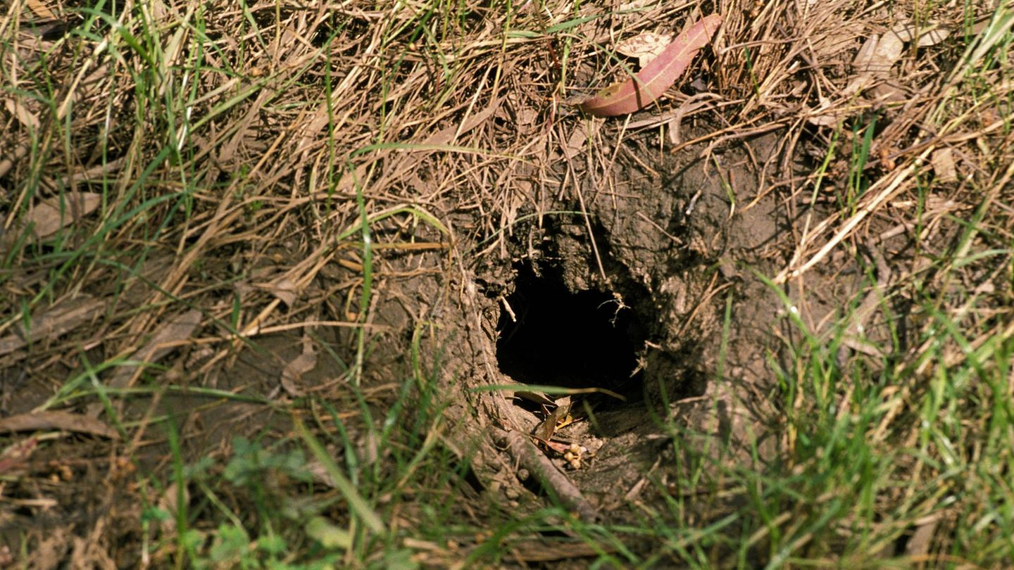 Erdbau eines Schnabeltiers