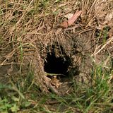 Erdbau eines Schnabeltiers