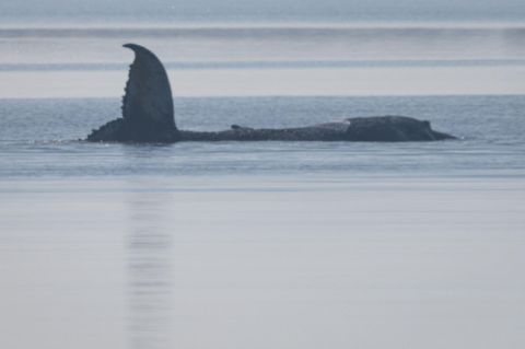 Der Wal schlug heftig mit seiner Flosse auf, als die Taucher ihm nahe kamen