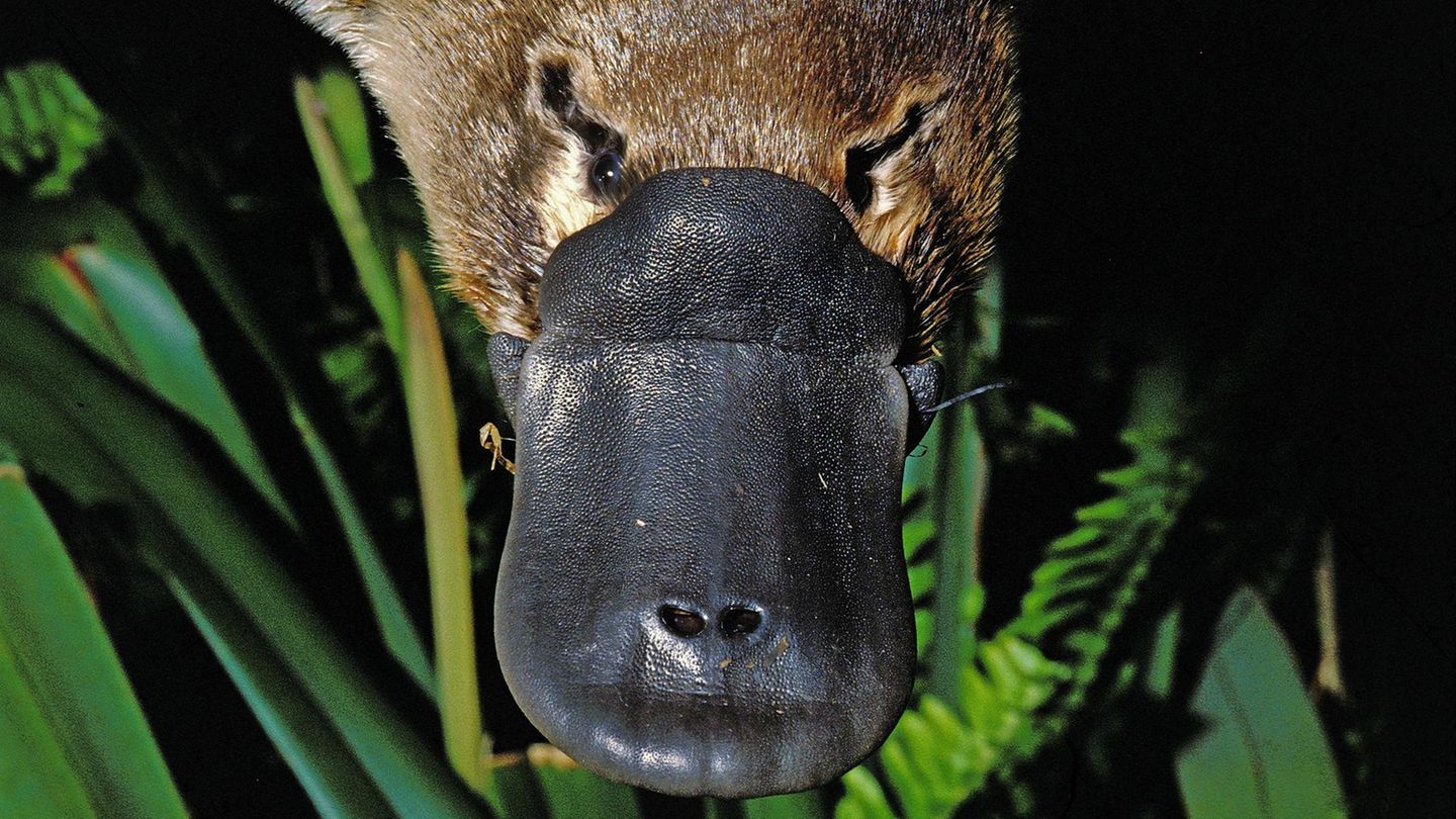 Schnabeltier frontal aufgenommen