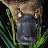 Schnabeltier frontal aufgenommen