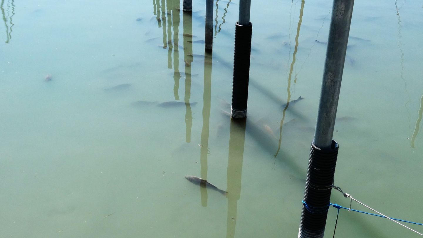 Am Bodenseeufer wurden tote Fische entdeckt. (Foto Handout) Foto: Landratsamt Bodenseekreis/dpa