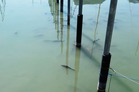 Am Bodenseeufer wurden tote Fische entdeckt. (Foto Handout) Foto: Landratsamt Bodenseekreis/dpa