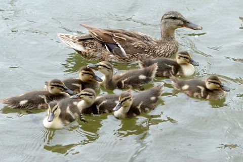Ente mit Nachwuchs