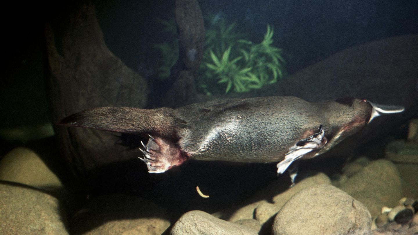 Schwimmendes Schnabeltier