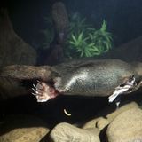 Schwimmendes Schnabeltier