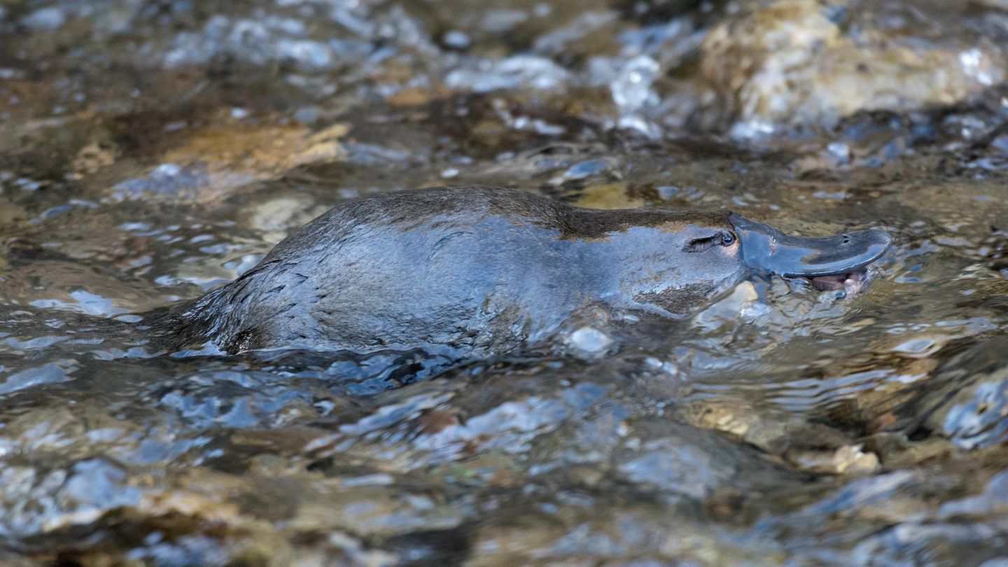 Schnabeltier im Wasser