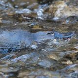 Schnabeltier im Wasser