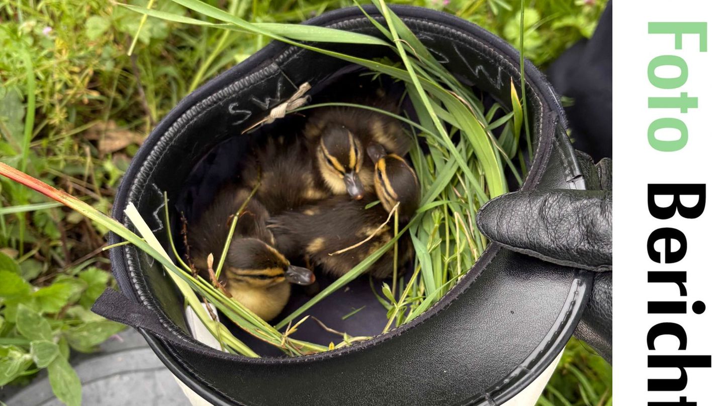 Die Entenküken wurden in einer Polizeimütze in Sicherheit gebracht. (Foto Handout) Foto: -/Polizeipräsidium Offenburg/dpa