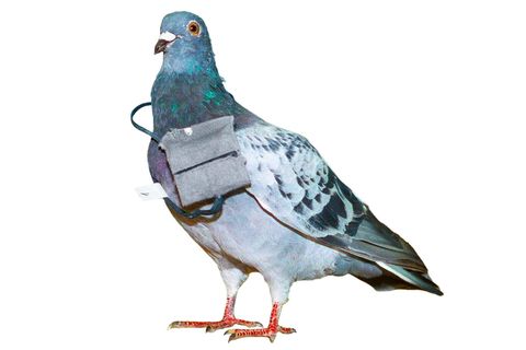 Eine ausgestopfte Brieftaube mit einer kleinen Tasche am Hals