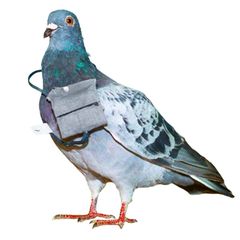 Eine ausgestopfte Brieftaube mit einer kleinen Tasche am Hals