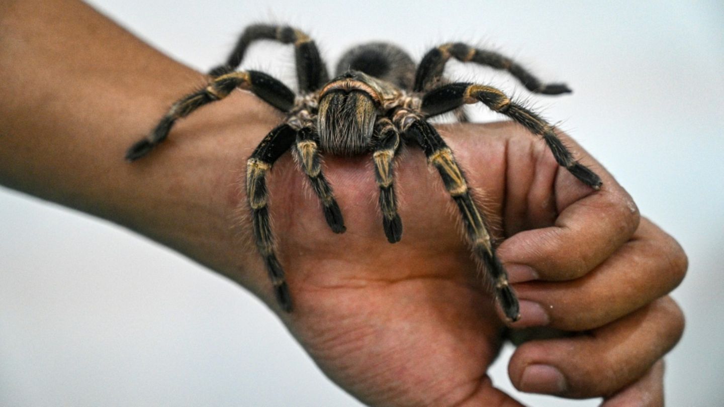 Vogelspinne auf Hand