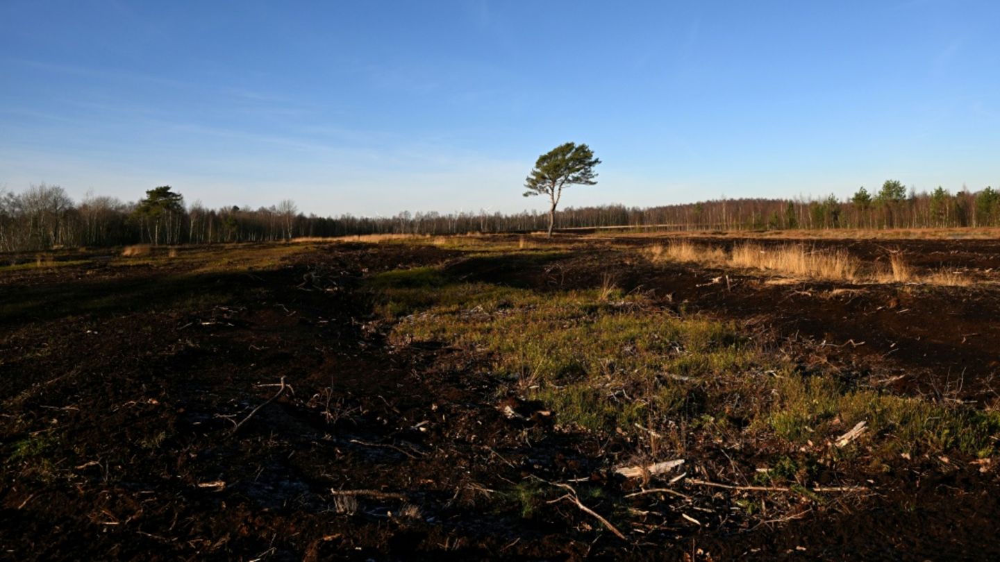 Diepholzer Moor, wo jahrhundertelang Torf abgebaut wurde