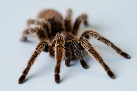Die Bundespolizei hat die Besitzerin der Spinnen gefunden. (Symbolbild) Foto: Uwe Anspach/dpa