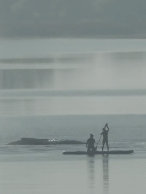 Helfer sind beim Wal in der Ostsee.