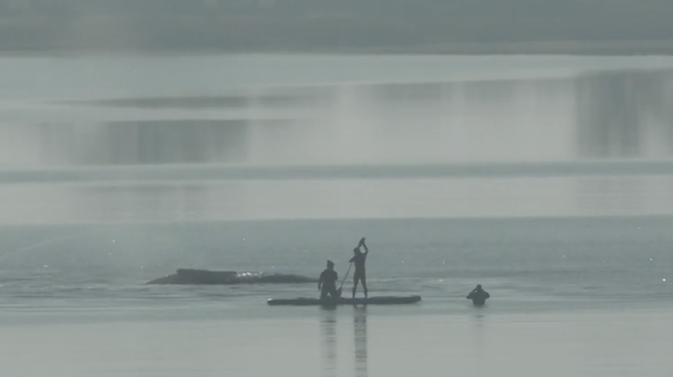 Helfer sind beim Wal in der Ostsee.