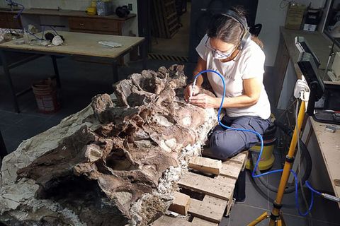 Dieses von SNSB zur Verfügung gestellte Foto zeigt die Wirbel eines bislang unbekannten Langhalssauriers, der in Patagonien entdeckt wurde, bei der Präparation