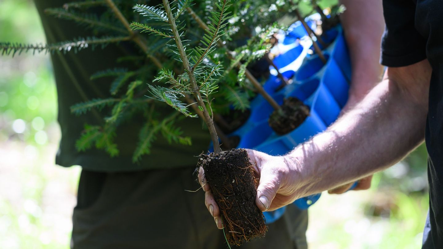 Junge Bäume werden im sächsischen Staatswald gepflanzt – mehr als fünf Millionen Setzlinge sind für dieses Jahr geplant. (Archiv