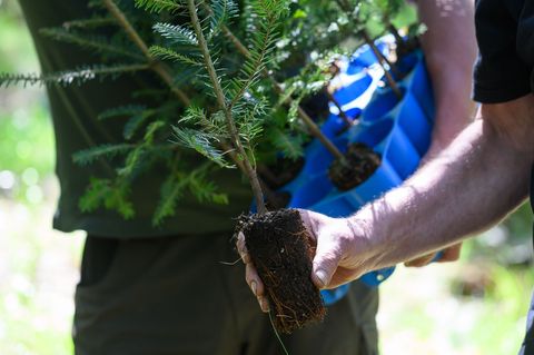 Junge Bäume werden im sächsischen Staatswald gepflanzt – mehr als fünf Millionen Setzlinge sind für dieses Jahr geplant. (Archiv