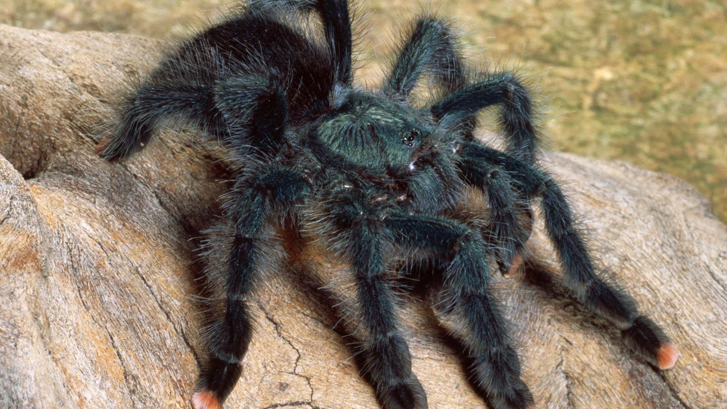 Eine Vogelspinne der Art Avicularia geroldi 