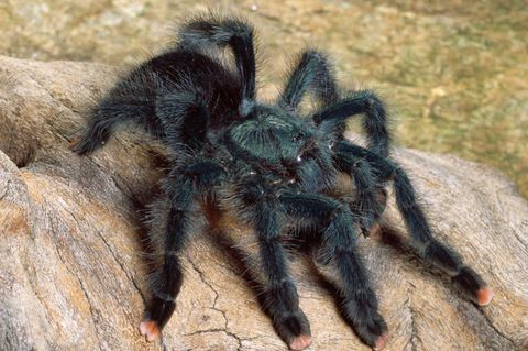 Eine Vogelspinne der Art Avicularia geroldi 