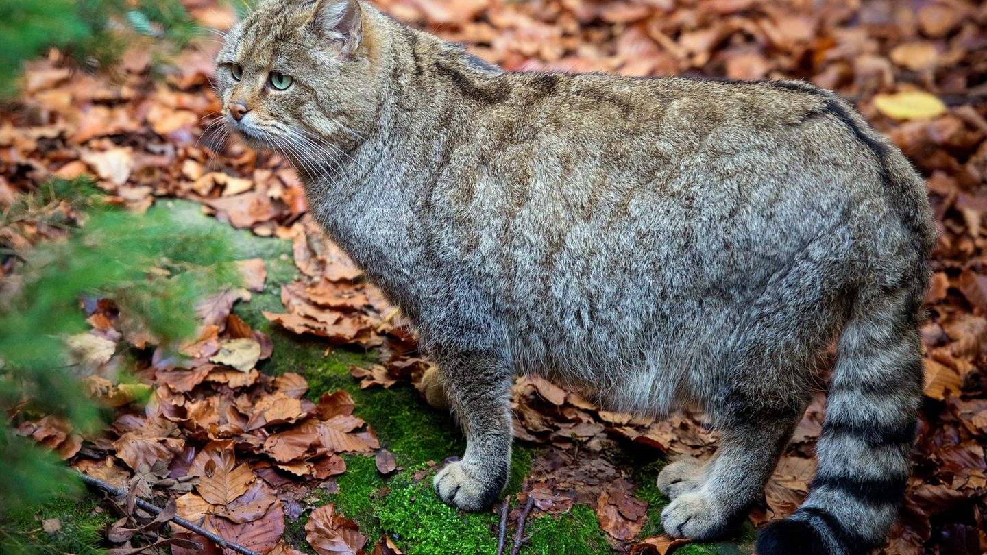 Wildkatzen sind keine davongelaufenen Hauskatzen. (Archivbild) Foto: Patrick Pleul/dpa-Zentralbild/dpa
