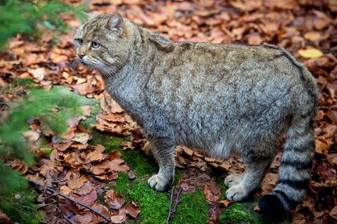 Wildkatzen sind keine davongelaufenen Hauskatzen. (Archivbild) Foto: Patrick Pleul/dpa-Zentralbild/dpa