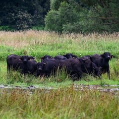 Eine mögliche Bewirtschaftung für nasse Flächen bieten Wasserbüffel, die mit dem feuchten Untergrund gut zurechtkommen. (Archivb