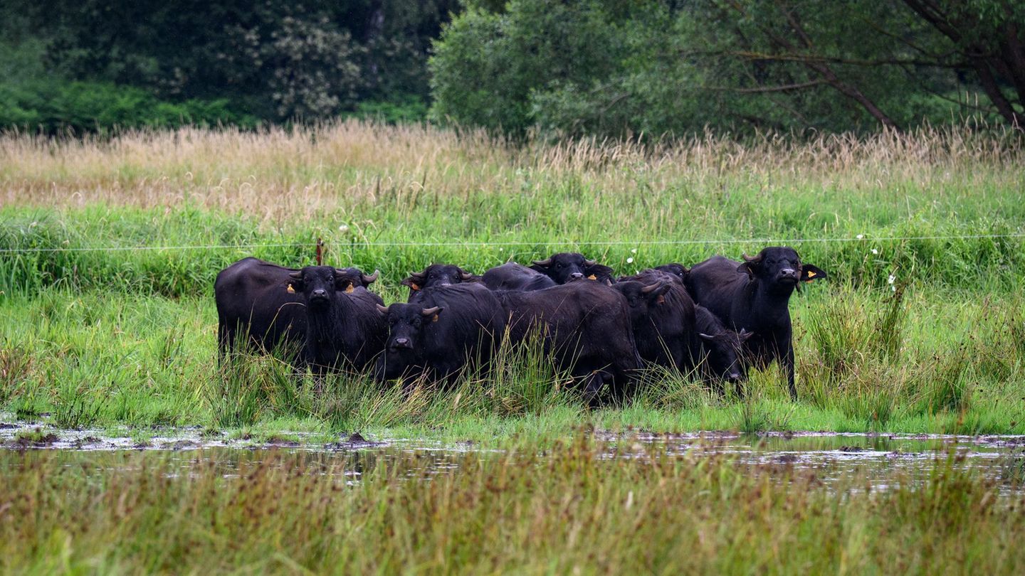 Eine mögliche Bewirtschaftung für nasse Flächen bieten Wasserbüffel, die mit dem feuchten Untergrund gut zurechtkommen. (Archivb
