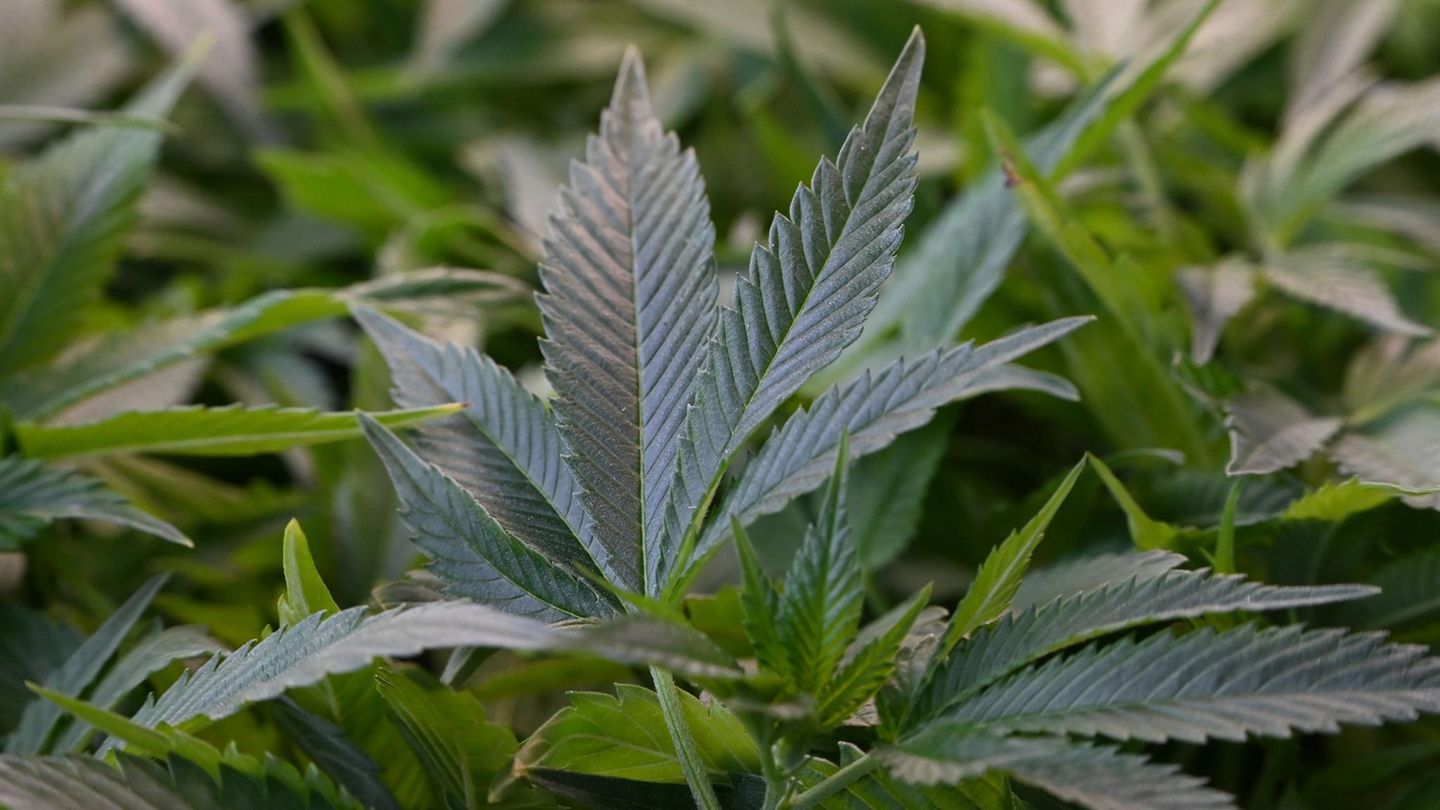 Eine Cannabispflanze (Archivbild)